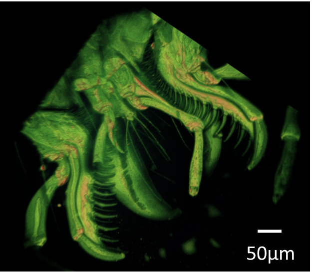 Pheggomisetes Ninae (TPEF imaging)